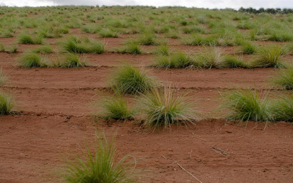 Rows of spinifex tussocks growing on reshaped red ground