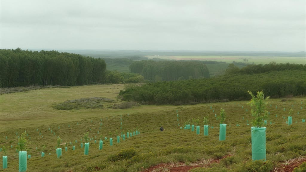 Rows of seedlings in green tree guards across reshaped ground